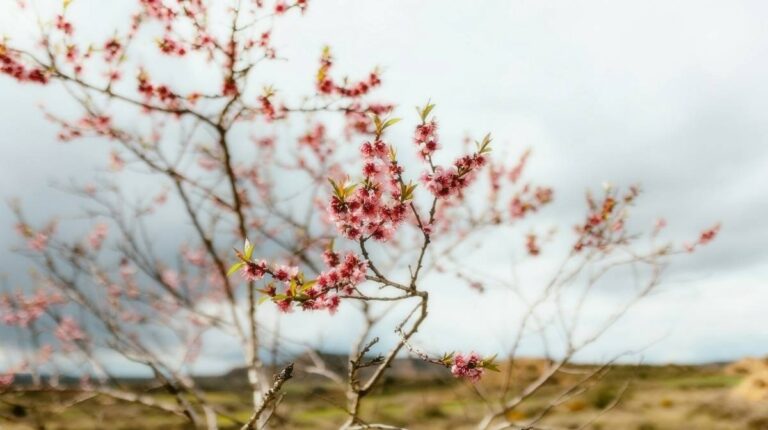 Cherry blossom frost