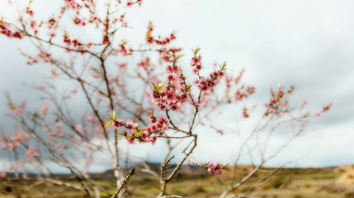 Cherry blossom frost