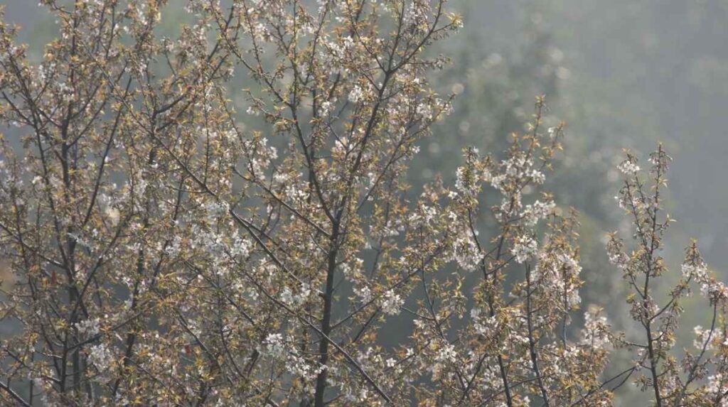 Cherry Blossom Frost Damage