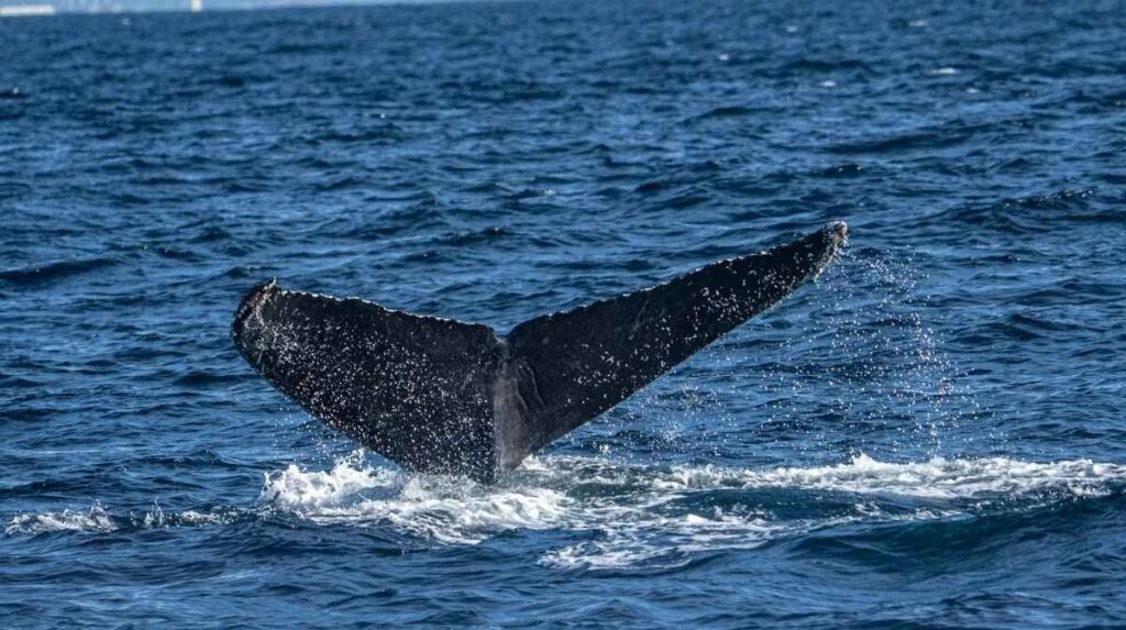Right whale migration 