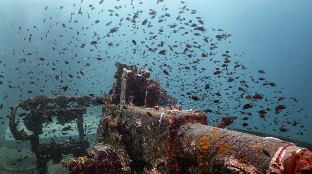 Underwater Noise Pollution