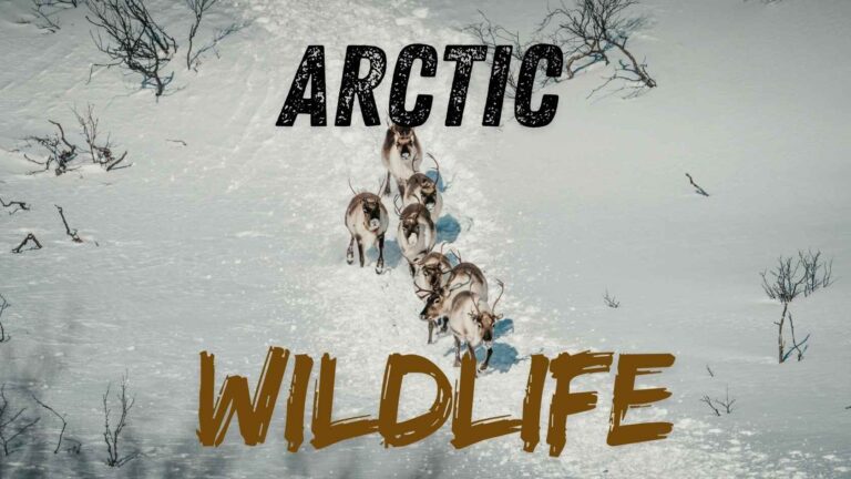 arctic wildlife