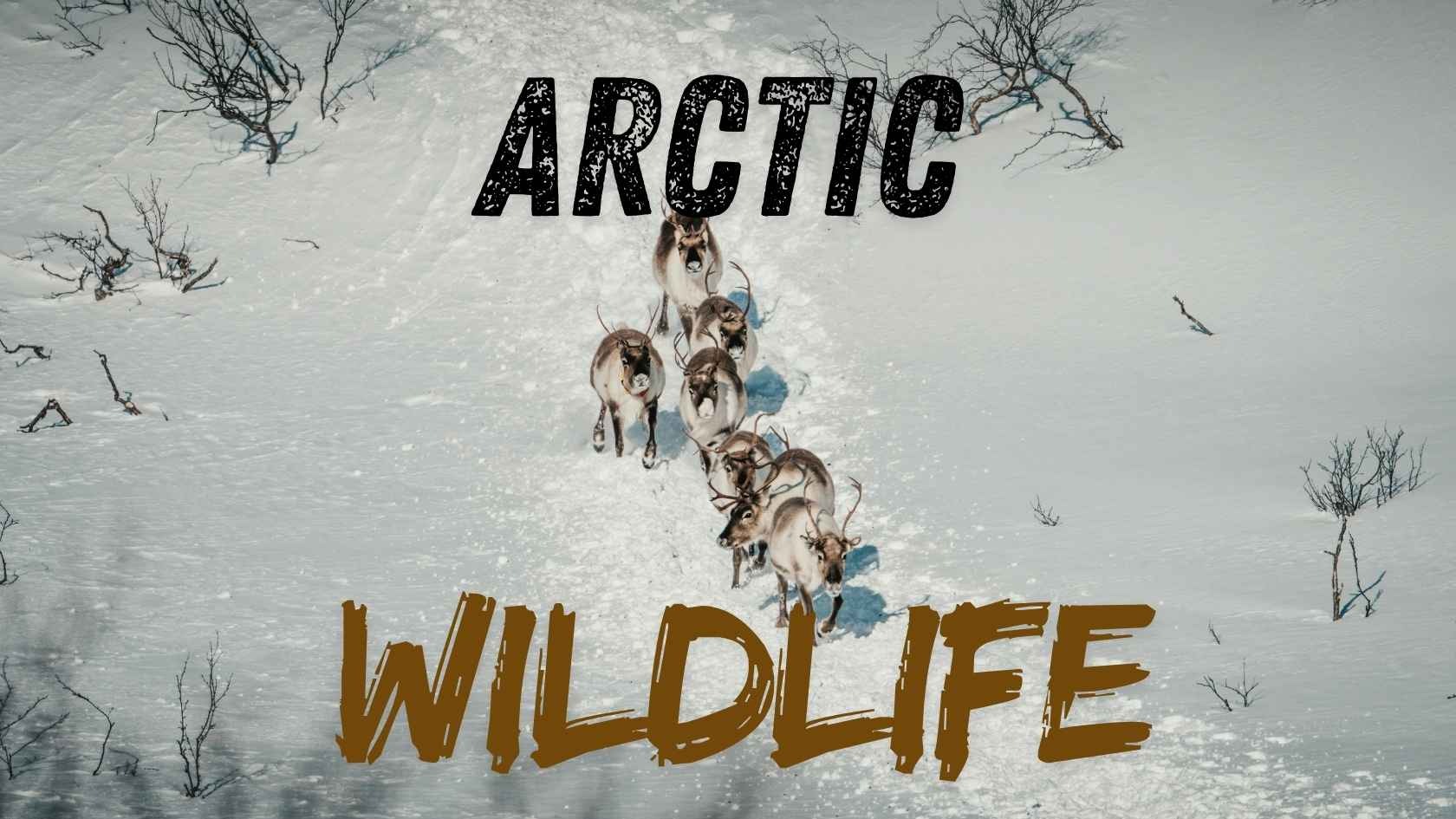 arctic wildlife