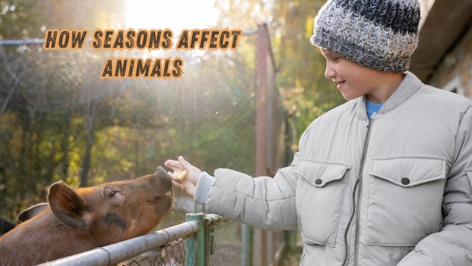 How Seasons Affect Animals