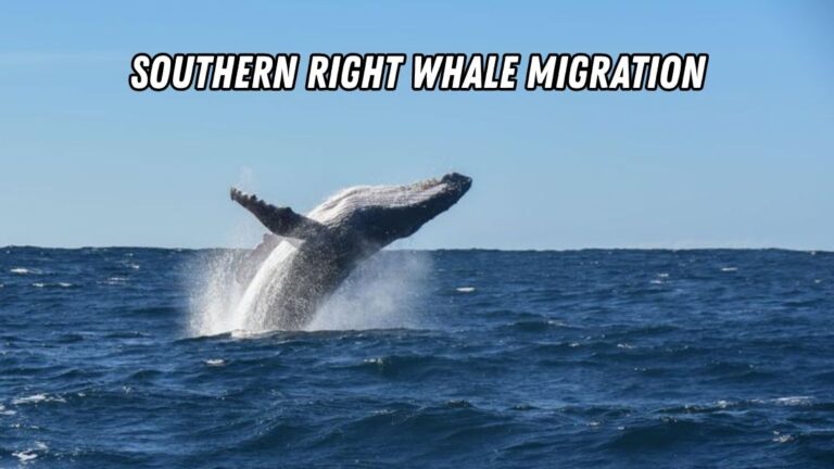 Southern Right Whale Migration