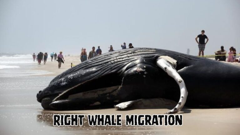 Right Whale Migration