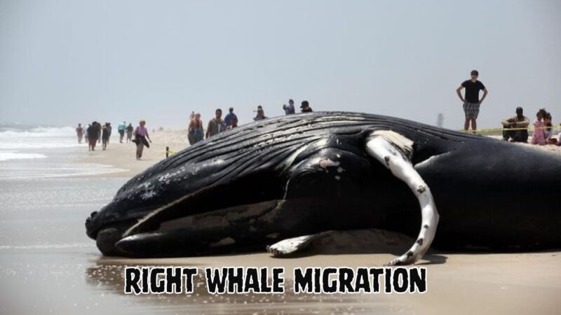 Right Whale Migration
