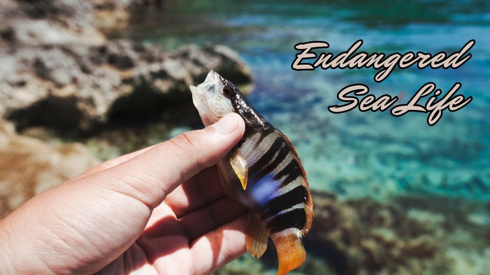 Endangered Sea Life