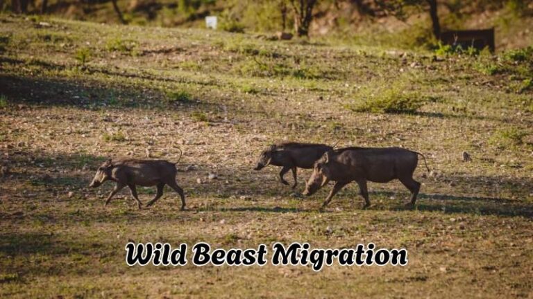 wild beast migration