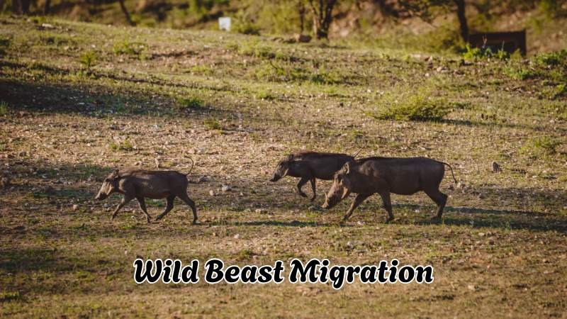 wild beast migration