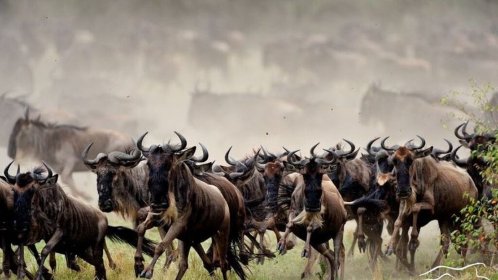 Serengeti migration cycle