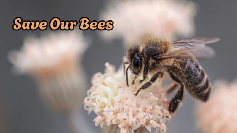 save our bees