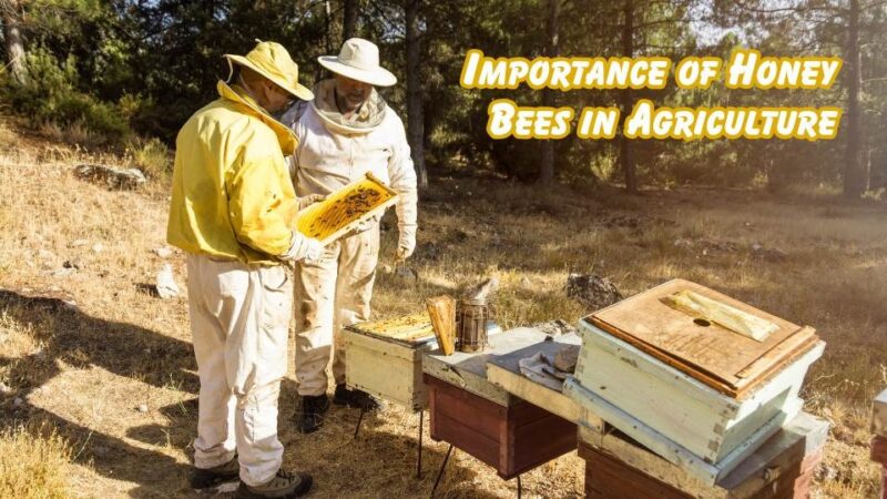 importance of honey bees in agriculture