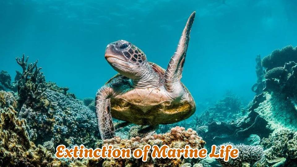 extinction of marine life
