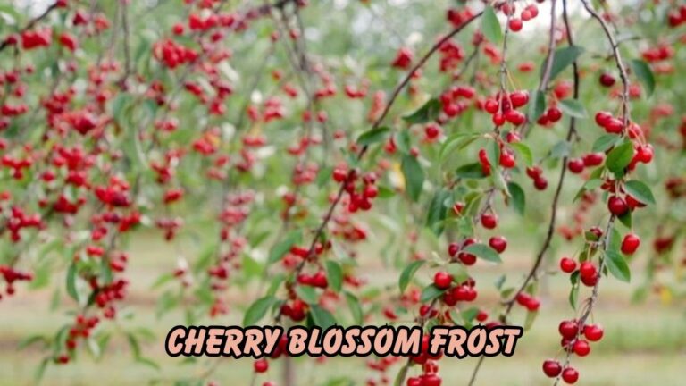 Cherry blossom frost