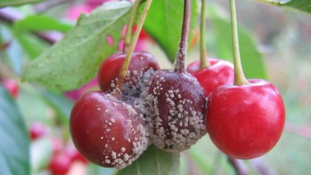 Cherry Blossom Frost Damages