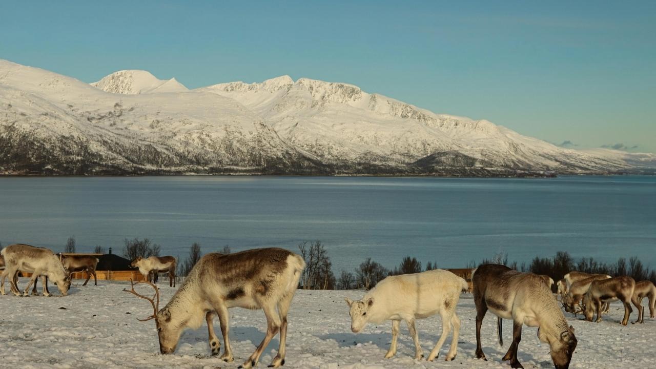 Arctic wildlife