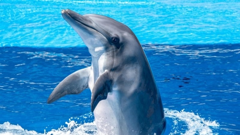 Dolphin 