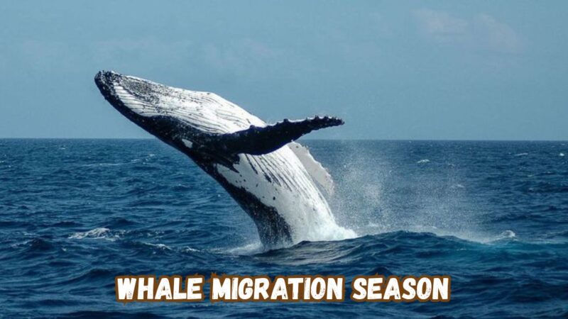 whale migration season