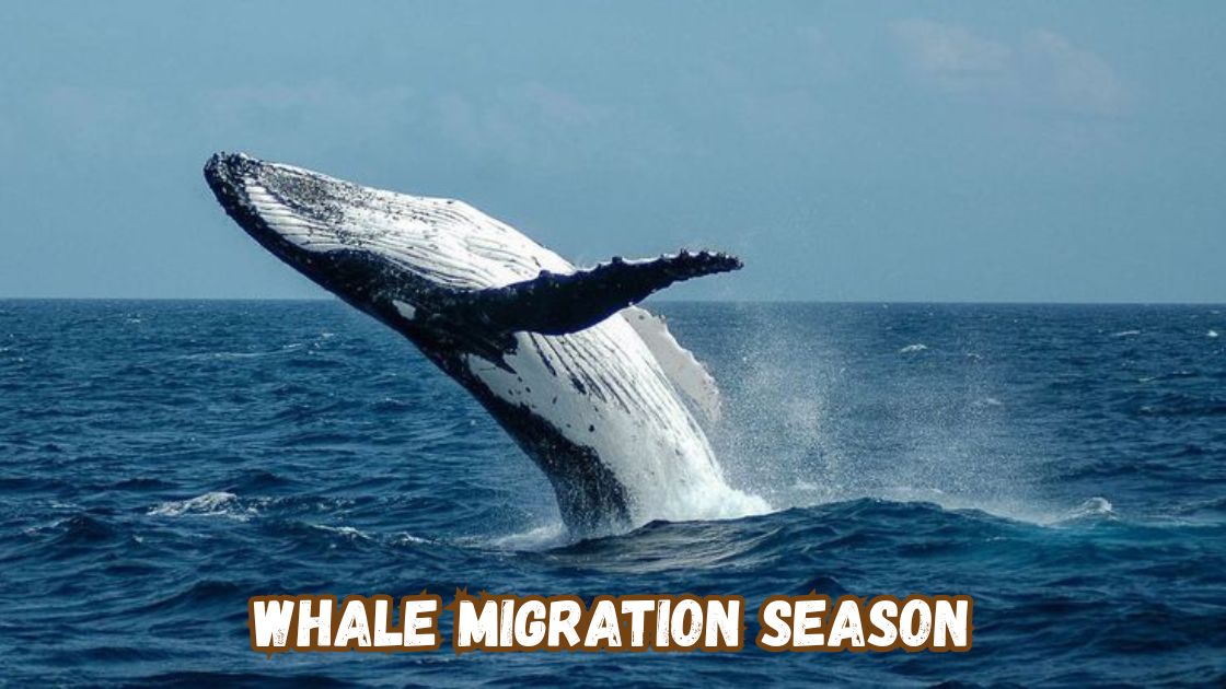 whale migration season