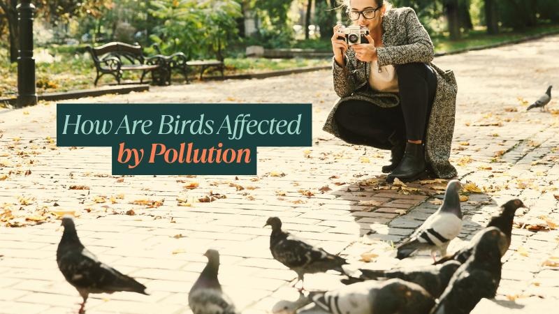 How Are Birds Affected by Pollution