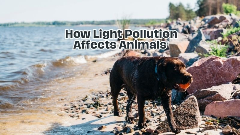 How Light Pollution Affects Animals