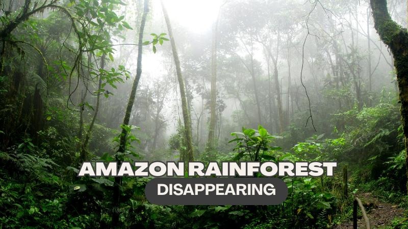 Amazon Rainforest Disappearing