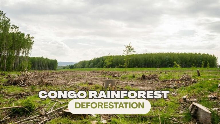 congo rainforest deforestation