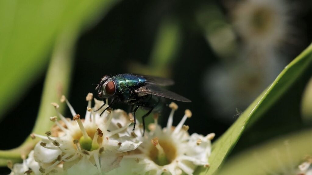 Hoverflies and Beetles 