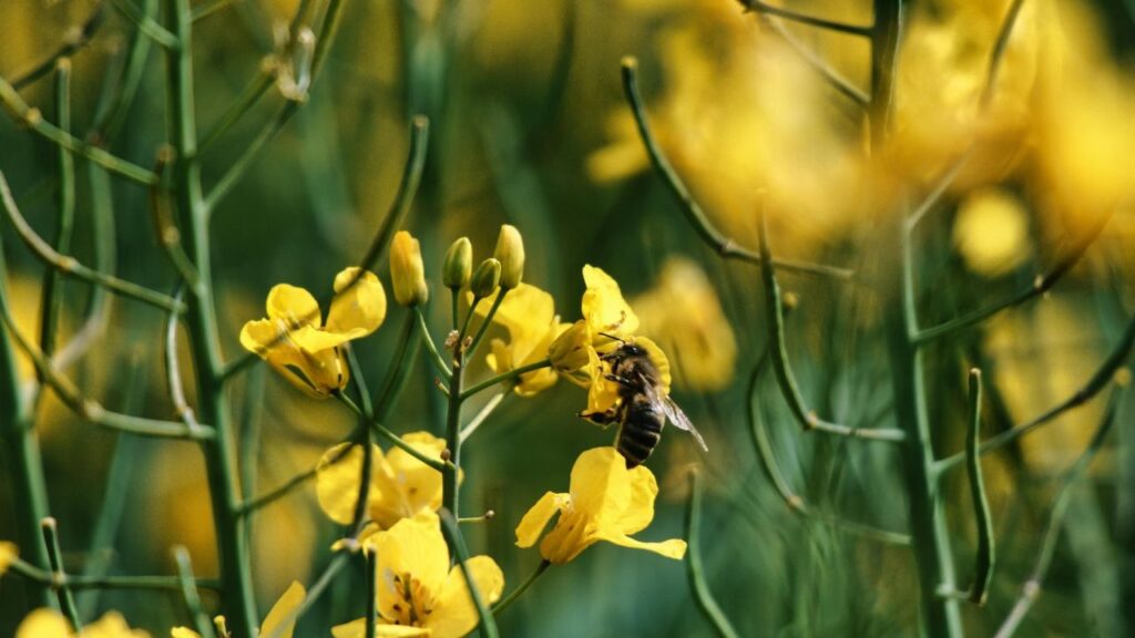 What if bees disappeared