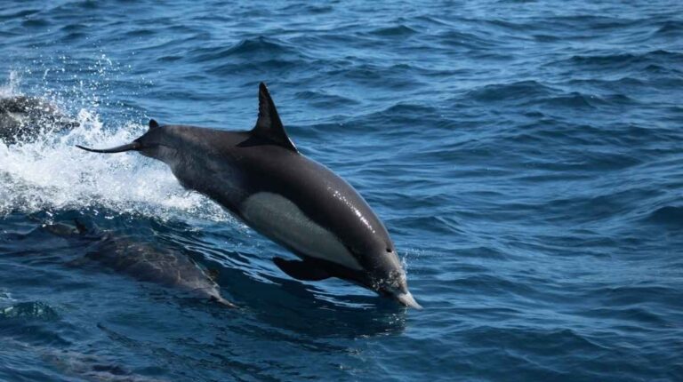 boto dolphin